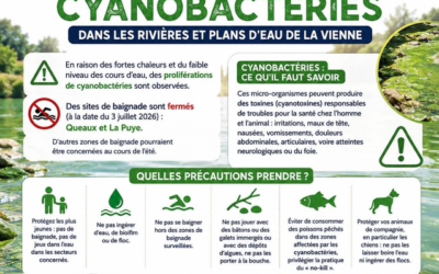 Présente importante de Cyanobactéries